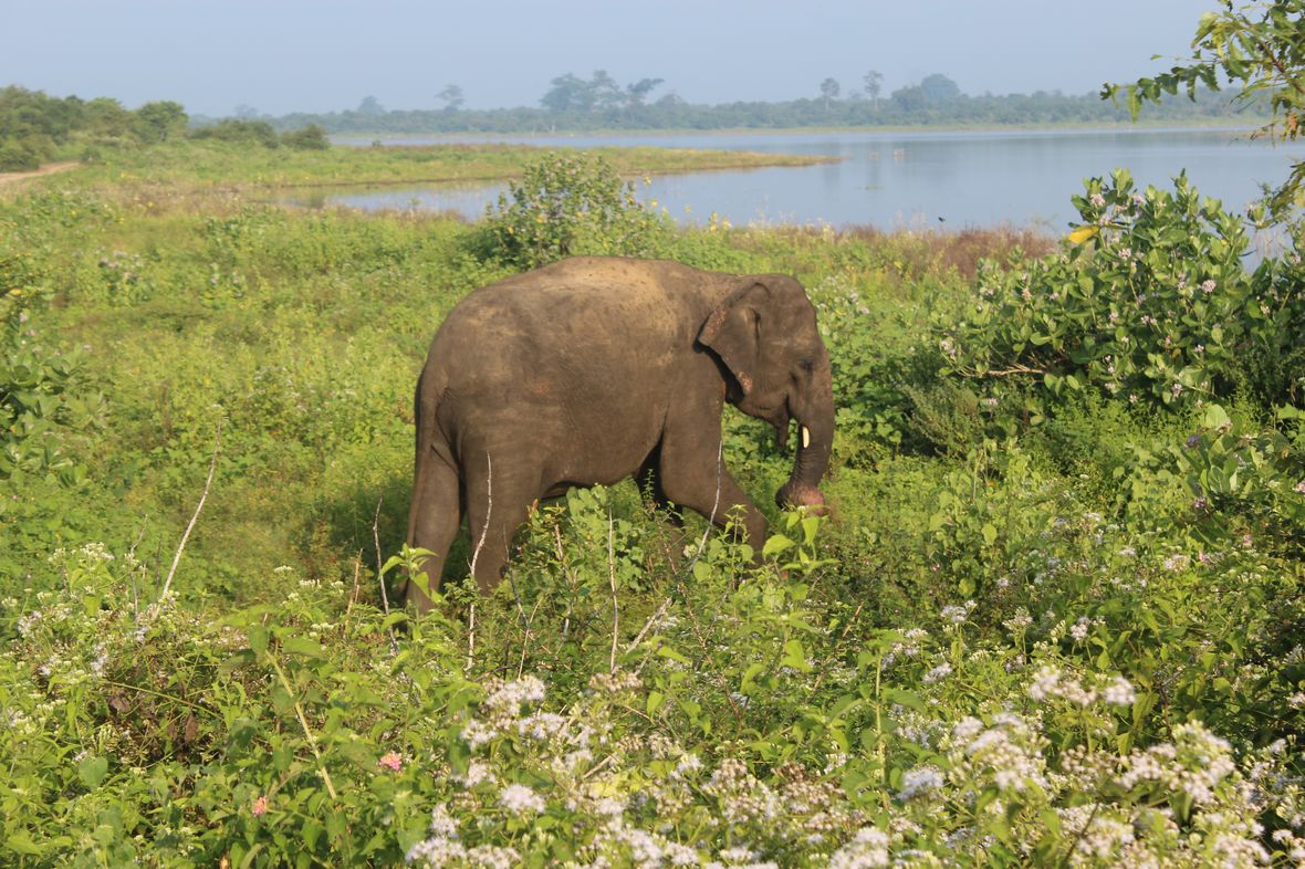 safari elephant udawalawe sri lanka