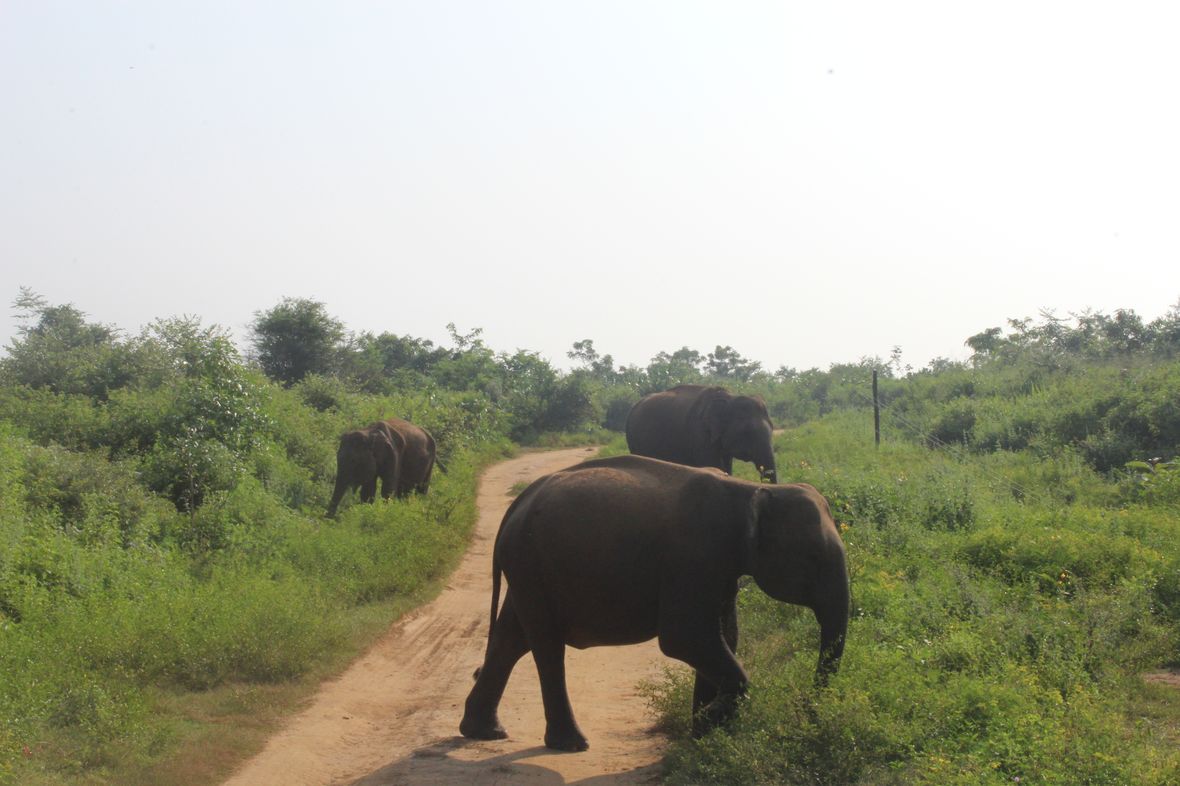 safari elephant udawalawe sri lanka
