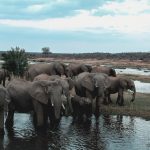 lilytoutsourire - safari au parc kruger - 3 jours dans le bush (16)