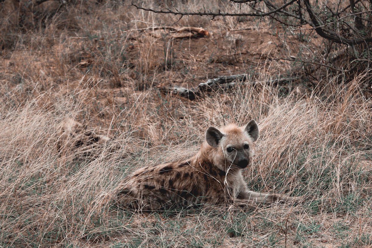 lilytoutsourire - safari au parc kruger - 3 jours dans le bush (15)