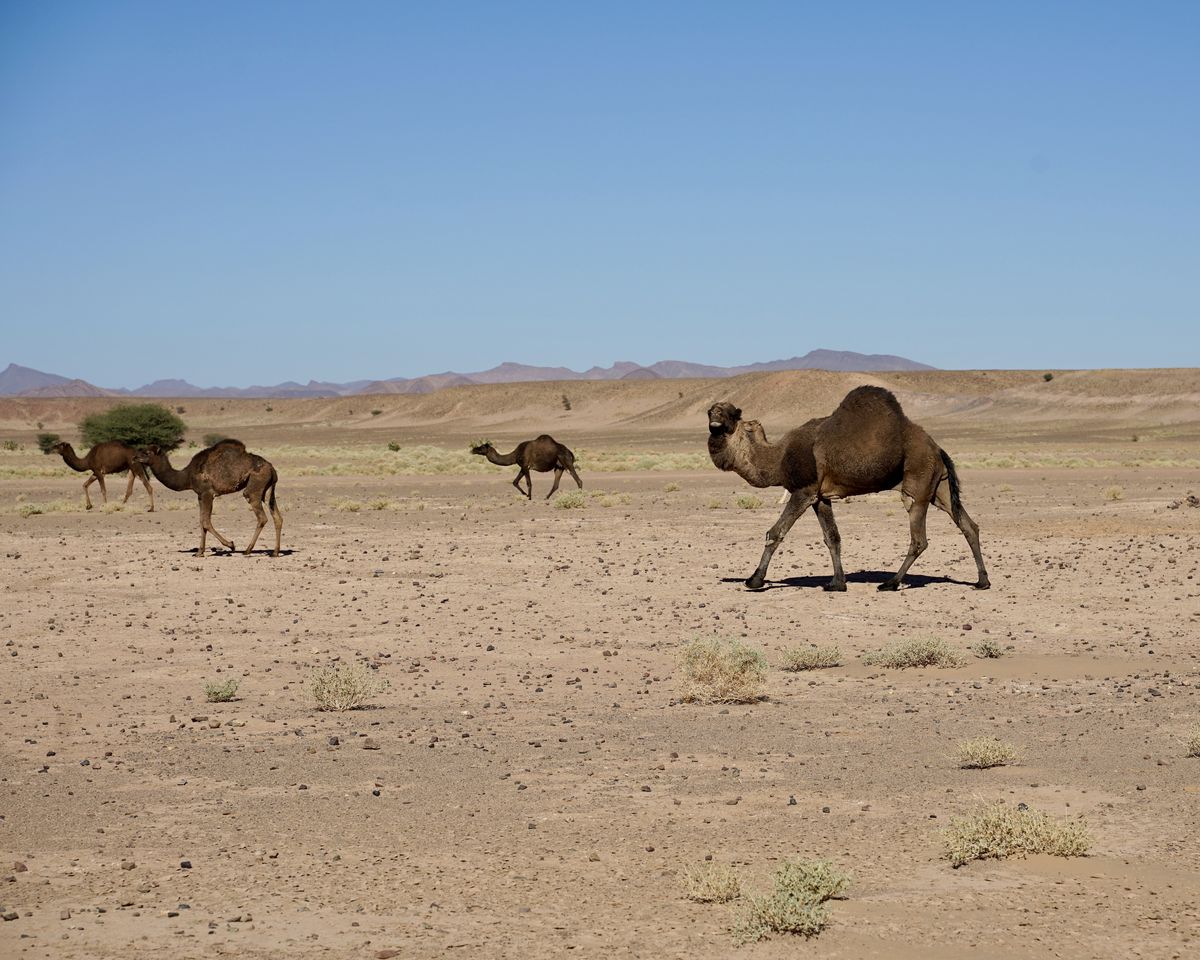 Le Maroc en van - hors piste à Fezzou dans le désert direction Merzouga