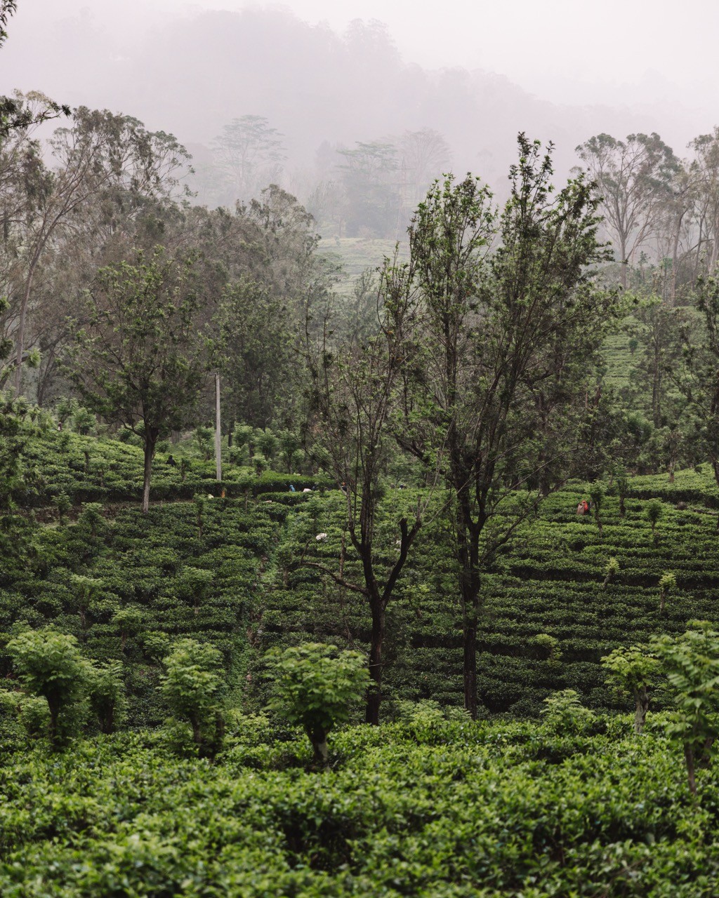 Les plantations de thé de Pinnawala - Sri Lanka
