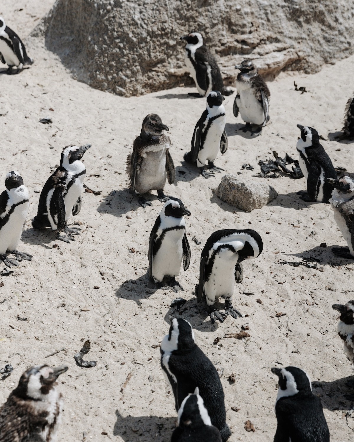 Les pingouins de Boulders Beach - Cape Town - Lilytoutsourire